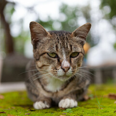 Obraz premium Thai cat sitting on green grass outdoors, looking calm and relaxed.