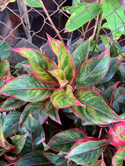 Obraz premium green Aglaonema leaves in the garden