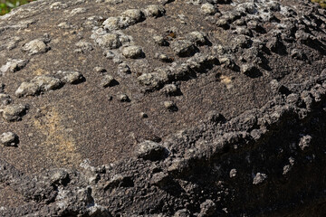 Petrified sand. Stone with beautiful zoomorphic shape.