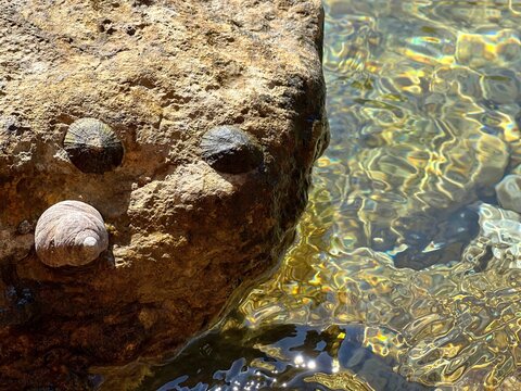 Stone with seashells in the sea water. 