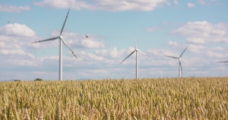 Wheat Field against Windmills