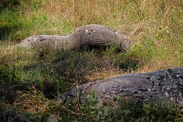 Petrified sand. Stone with beautiful zoomorphic shape.