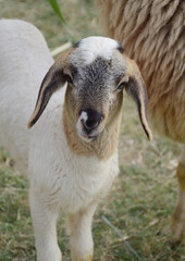 a closeup shot of a white sheep in the farm