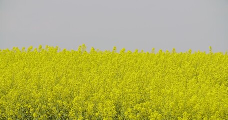 Close up view of Yellow Colza field and canola rape field.