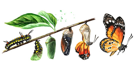 Butterfly metamorphosis development stages, caterpillar larva, pupa, adult insect set. Hand drawn watercolor illustration, isolated on white background - obrazy, fototapety, plakaty