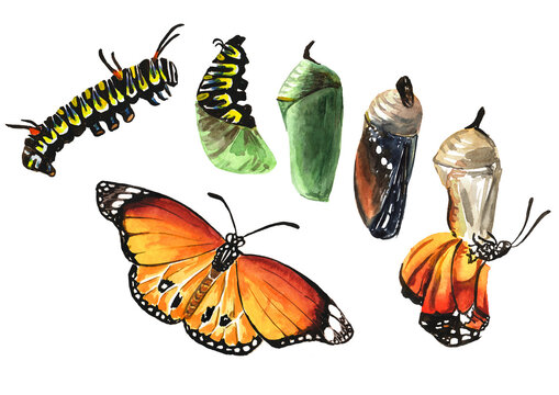 Butterfly metamorphosis development stages, caterpillar larva, pupa, adult insect set. Hand drawn watercolor illustration, isolated on white background