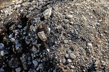 Petrified sand. Stone with beautiful zoomorphic shape.
