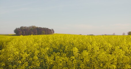 Blooming canola field. Agricultural field on canola.