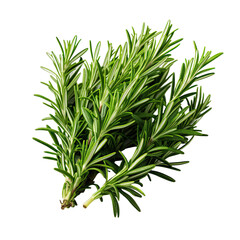 Rosemary spice isolated PNG Transparent Background