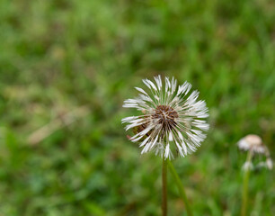 A wet dandelion seed head, glistening with raindrops, set against the backdrop of lush green spring grass.