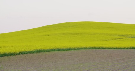 Rolling Hills Covered With Canola Plants In Bloom