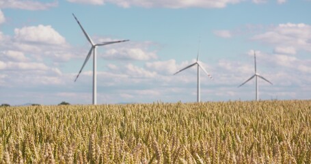 Wheat Field against Windmills