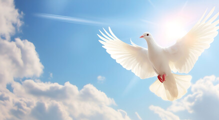 banner white dove flying on sky in beautiful light for freedom concept