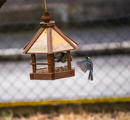 A blue tit (cyanistes caerelus) hovers in mid air waiting for another birds to leave the feeder.