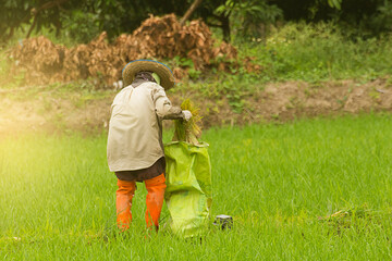 thai farmer in green rice field