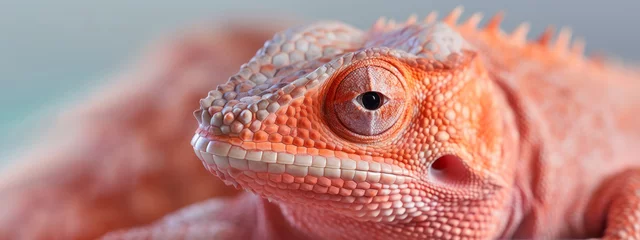 Wandcirkels tuinposter Animal photography  - Close up of chameleon reptile © Corri Seizinger