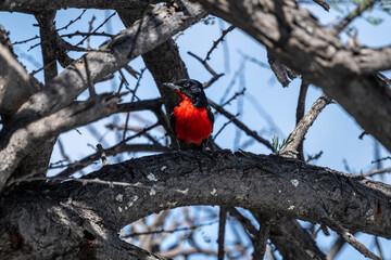 Red-breasted Song Shrike in the foliage of a tree in natural conditions

