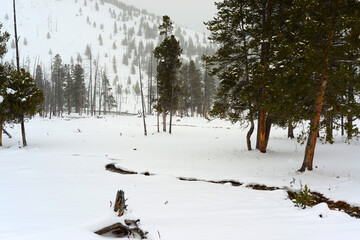 Yellowstone Winter Snow