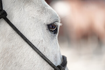 White horse close-up eye detail. View from the rear demonstrating horse's ability to see behind...