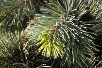 Roślina iglasta, sosna oścista. © Blaszko
