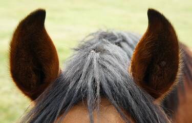 ears and mane of a horse,ohren und mähne von einem pferd