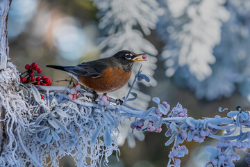 robin in snow eating a red berry