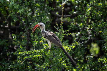 African Red-billed Toko in the foliage of a tree in natural conditions in Kenya National Park