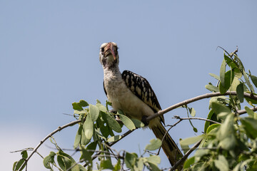 African Red-billed Toko in the foliage of a tree in natural conditions in Kenya National Park