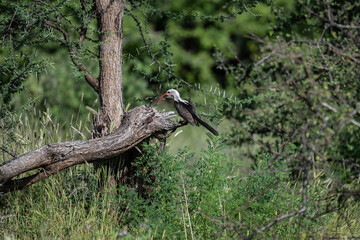 African Red-billed Toko in the foliage of a tree in natural conditions in Kenya National Park
