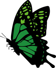 蝶々（Butterfly）