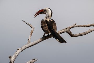 African Red-billed Toko in the foliage of a tree in natural conditions in Kenya National Park