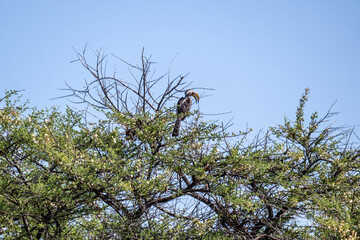 African Red-billed Toko in the foliage of a tree in natural conditions in Kenya National Park