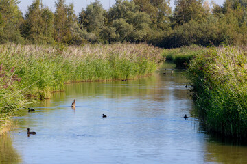 Summer landscape with flat and low land under blue sky, Typical Dutch polder with lake, flock of birds in natural habitat, Small canal or ditch with reed plants and grass, Noord Holland, Netherlands.