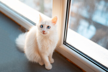 Beautiful white kitty cat with blue eyes near window.