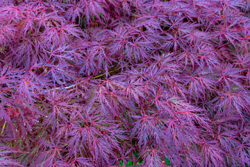 Selective focus of purple pink Acer japonicum leaves in garden, Acer is a genus of trees and shrubs...