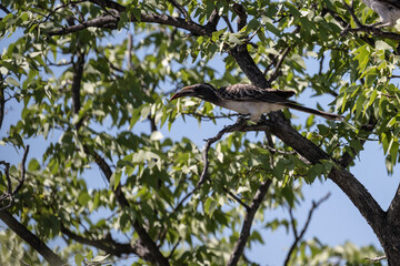 African Gray Black-billed Toko in the foliage of a tree in natural conditions in Kenya National Park