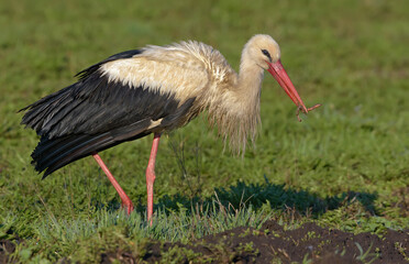 Fototapeta premium Adult White stork (ciconia ciconia) posing with a worm in beak for his children