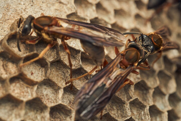 Black and yellow wasps building their diaper