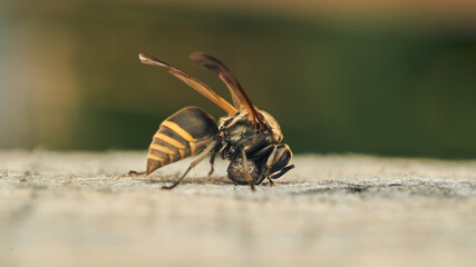 A wasp collecting wood for its diaper.