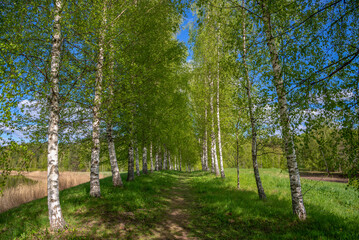 Birch alley on a sunny spring day