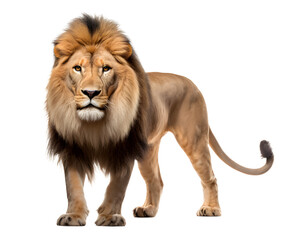 standing lion cut of background for decoration - 720312000