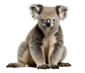 close up of a koala bear cut of background