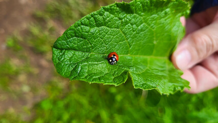 A small ladybug on a large green burdock leaf