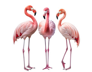 Obraz premium Gracefully standing three elegant pink flamingos, cut out