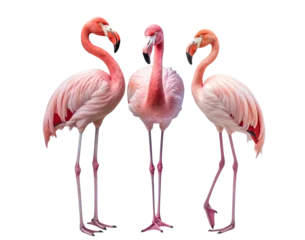 Fotobehang Gracefully standing three elegant pink flamingos, cut out © Yeti Studio