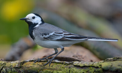 Adult male White wagtail (Motacilla alba) posing on large branch with woody background 