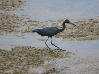 great blue heron