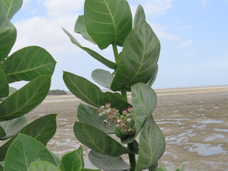 plant in water