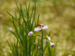 Fototapeta premium 春の野原 ハルジオンの花と蜜蜂