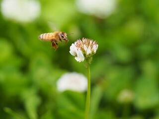 春の野原　シロツメクサと蜜蜂